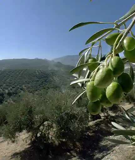 fotografía aerea de un campo de olivos de Jaén
